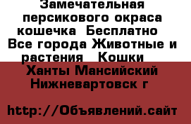 Замечательная персикового окраса кошечка. Бесплатно - Все города Животные и растения » Кошки   . Ханты-Мансийский,Нижневартовск г.